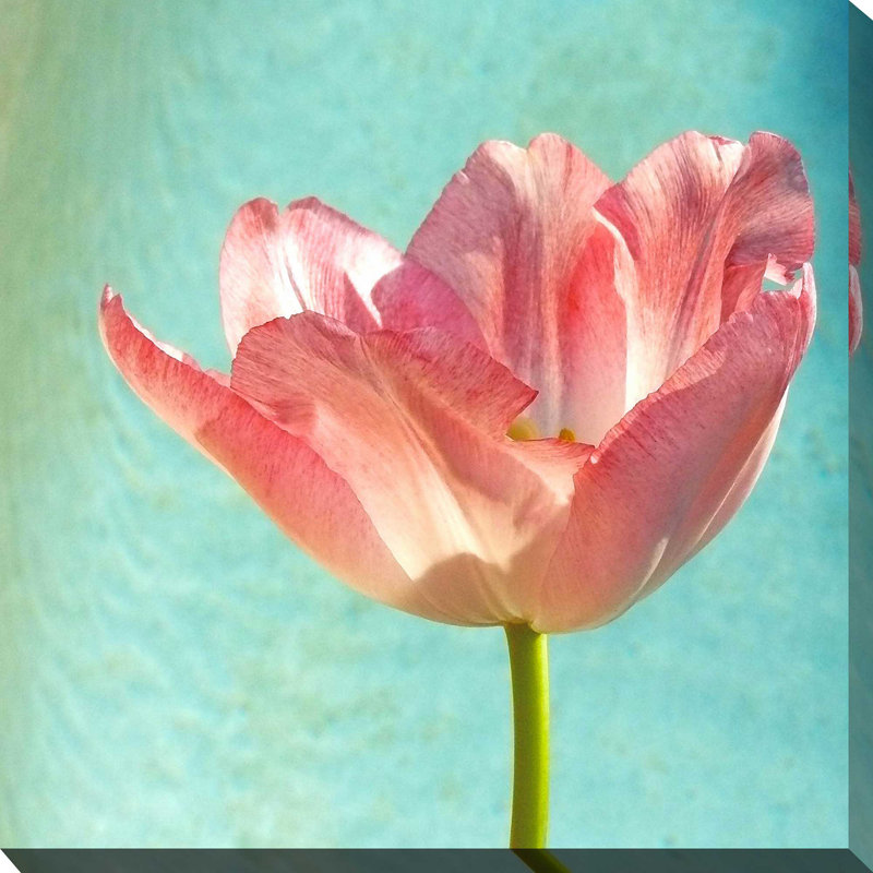 «Pink Tulip», reproduction de photo, H 28 po x l 28 po x P 1,5 po, Toile tendue