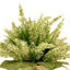 Arrangement floral Kallas Heather en pot