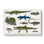 Various Reptiles XXVII by Oliver Goldsmith - Wrapped Canvas Painting-55370023