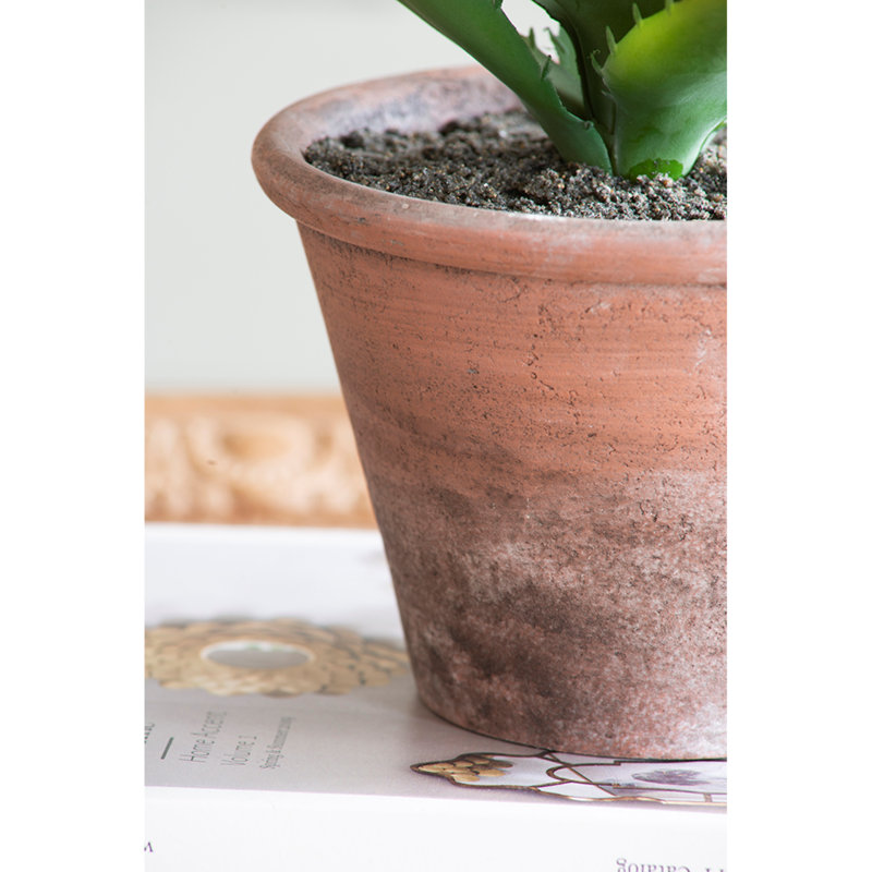 Cactus moelleux en pot