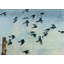 Sparrows Print by Chelsea Art Studio-25707325-25707326