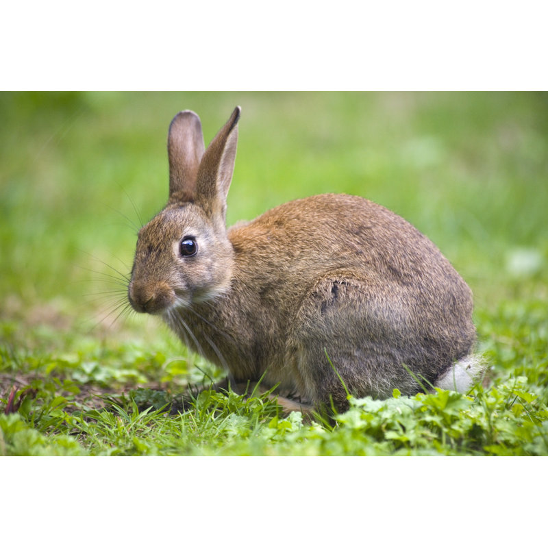 Lapin sauvage sur toile par Tilo, photographie, L 18 po x H 12 po