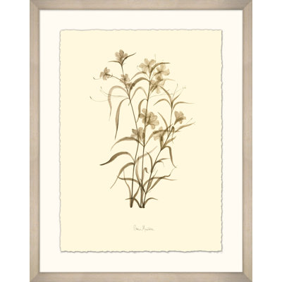 Pétunia mexicain - Peinture encadrée sur papier