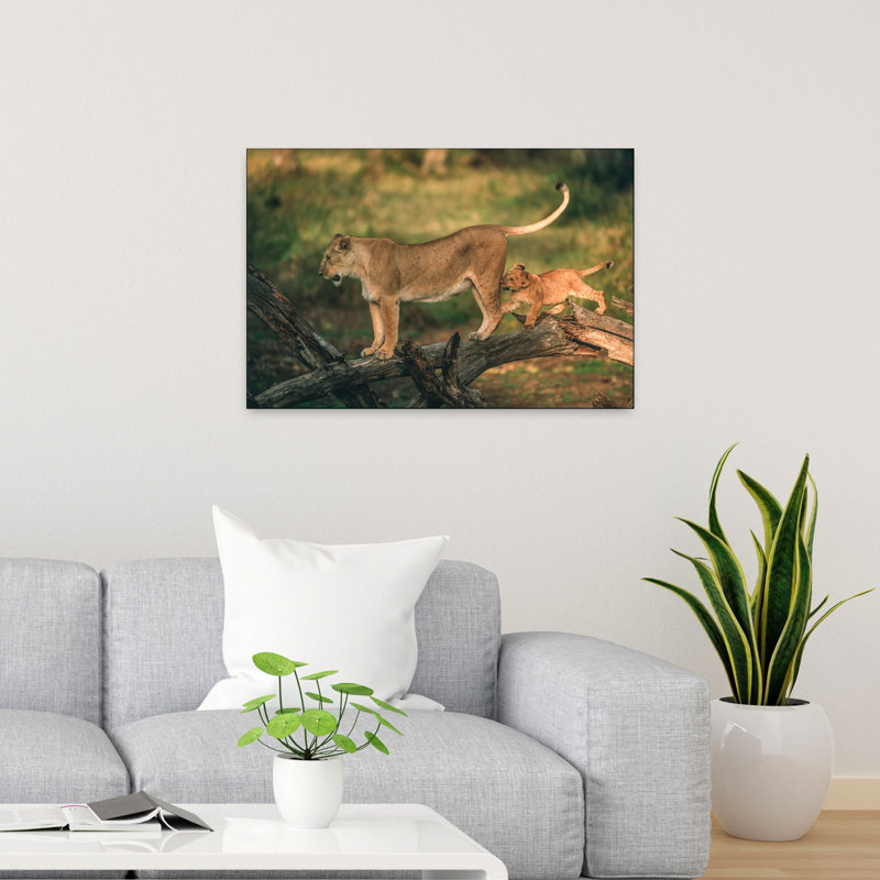 Playful Lion Cub Playful Abstract Contemporary Cat Lion Nature Tree Wall Art Print by Jeffrey C. Sink - 1 Piece Wrapped Canvas Wall Art