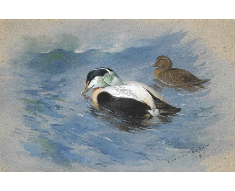 «A pair of Eider Ducks» par Archibald Thorburn - Art mural sur toile tendue avec châssis, H 28 po x l 40 po