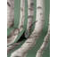 Birch Trees Blue Wallpaper-129519558