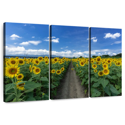 Chemin de tournesol Alvord
