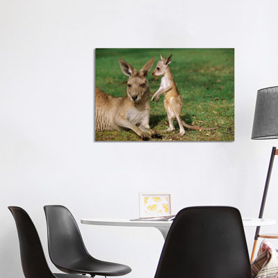 Eastern Grey Kangaroo Mother with Joey, Australia 1 Piece Wrapped Canvas Wall Art