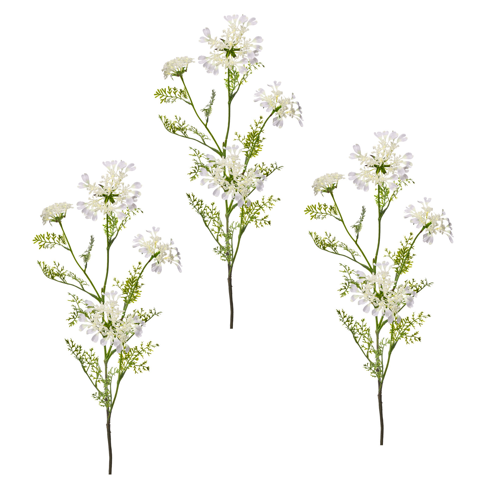 Field Yarrow Stems, White