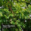 Rideau de douche Green Big Tree-1051019726
