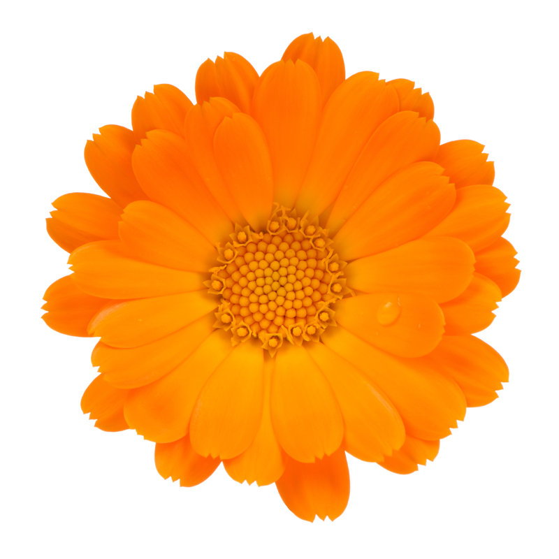 Calendula (Pot Marigold) Flower Isolated - Wrapped Canvas Print, 30.48cm H x 30.48cm W