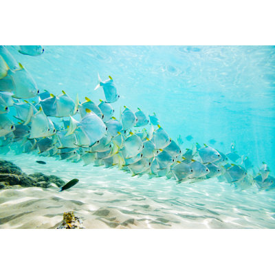 Flock of Tropical Fish by Andrey Danilovich