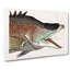 Great Hog-Fish by Mark Catesby - Wrapped Canvas-55317399
