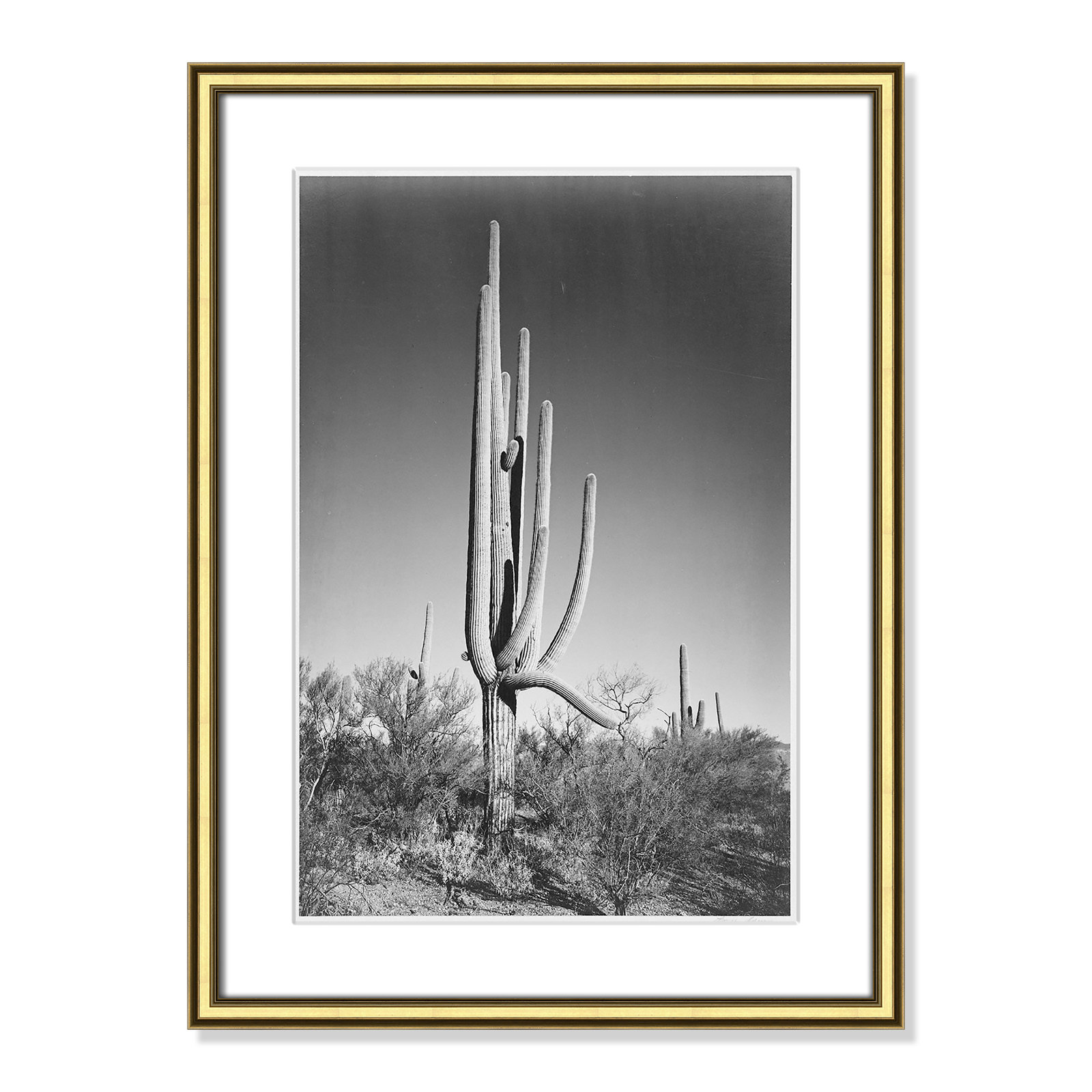 Saguaro National Monument Print by Ansel Adams, Gold , 24.25" H x 18.25" W x 0.88" D