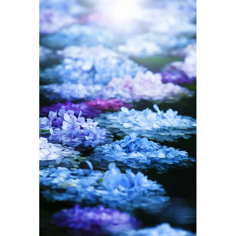Hydrangea by Gyro - Wrapped Canvas Print, 46cm H x 30cm W