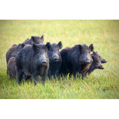 " A Herd Of Wild Boars On A Meadow With Grass Wet From Dew " by Jmrocek