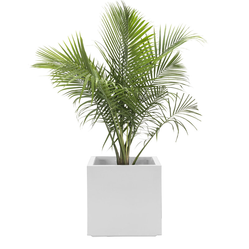 Boîte à fleurs en fibre de verre Lorsworth, H 14 po x l 14 po x P 14 po, Blanc