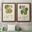 Toile encadrée de qualité supérieure Vintage Pears V - prête à être accrochée-65015507-65015510