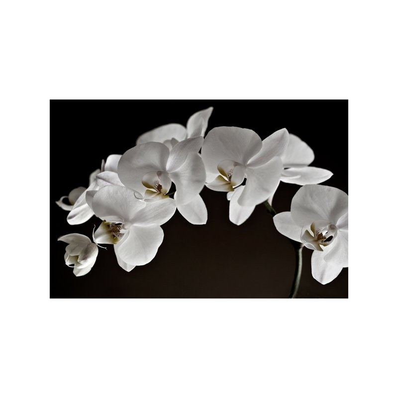 Orchids - Wrapped Canvas Painting, 30.48 cm H x 45.72 cm W