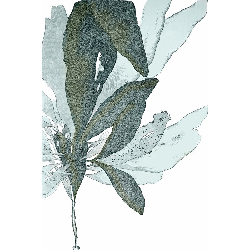 Seaside Seaweed I by Vision Studio - Painting on Canvas, 46cm H x 30cm W, Black Floater Framed