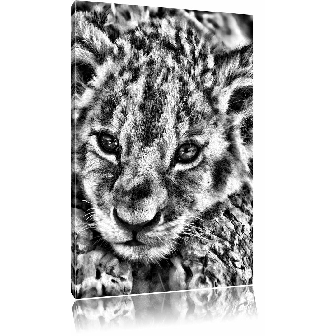 Leinwandbild Süßes Tigerbaby in Monochrom