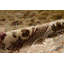 Oriental Area Rug
