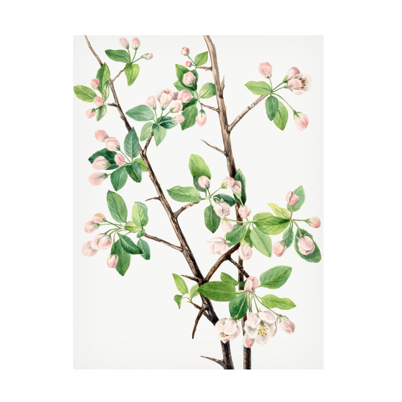 Art sur toile «Bachelor» par Mary Vaux Walcott, H 19 po x l 14 po
