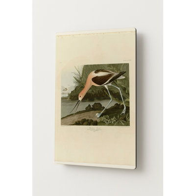 Avocette d'Amérique (1838) — Portrait en métal