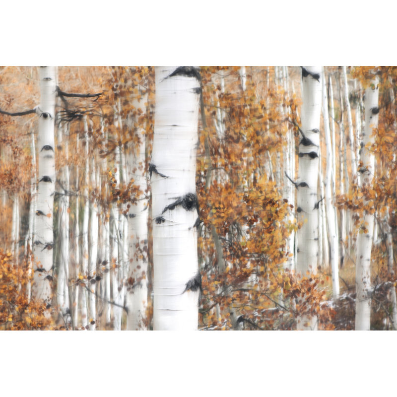 Birch Tree Scene - Wrapped Canvas Art Prints, 30cm H x 46cm W
