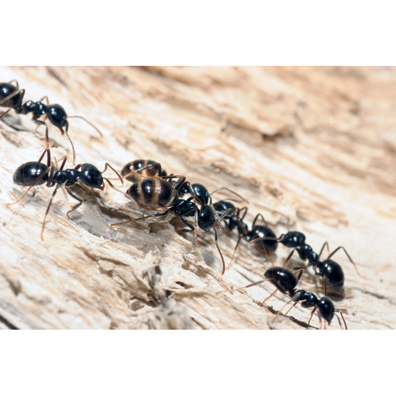 Ants Teamwork by Kickers - No Frame Art Prints on Canvas, 20cm H x 30cm W
