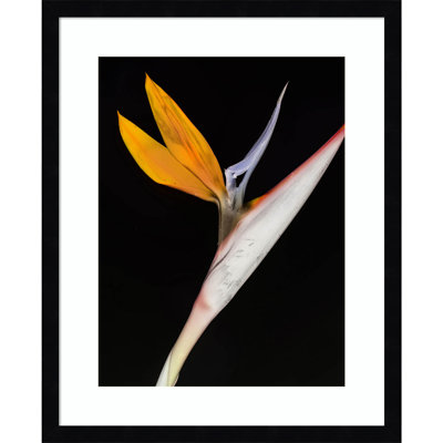 Bird of Paradise by Shot by Clint Wood Framed Wall Art Print