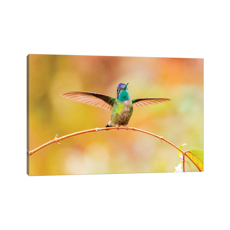 Central America, Costa Rica. Male talamanca hummingbird. 1 Piece Wrapped Canvas Wall Art, 66.04 cm H x 45.72 cm W