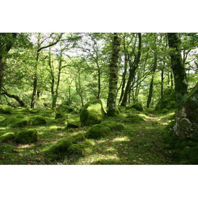 Moss Woodland by Kopite - Wrapped Canvas Print
