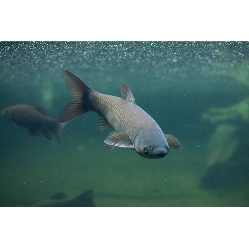 Grass Carp by Wrangel - Wrapped Canvas Print, 81cm H x 122cm W