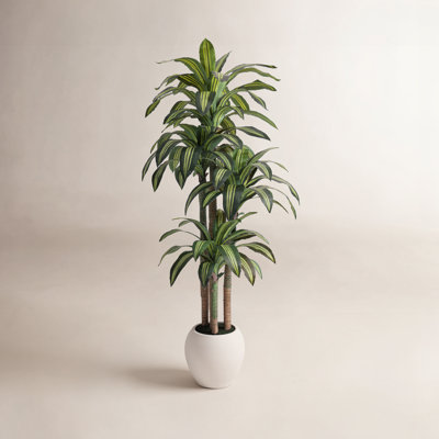 Romney Dracaena Tree in Planter