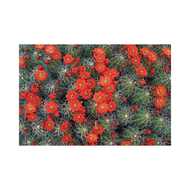 Claret Cup Cactus Detail of Flowers in Bloom 1 Piece Wrapped Canvas Wall Art, 101.6 cm H x 66.04 cm W x 1.91 cm D