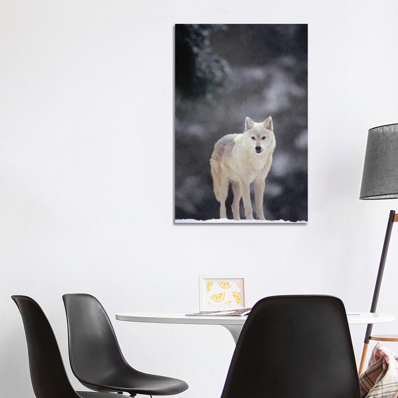 Timber Wolf Female In Falling Snow, North America by Gerry Ellis - Wrapped Canvas Print, 101.6 cm H x 66.04 cm W x 3.175 cm D