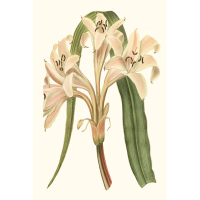 Antique Amaryllis III by Curtis - Painting