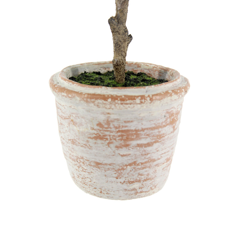 PLANT 2PK POT EUCALYPTUS 10IN CITRUS 16IN