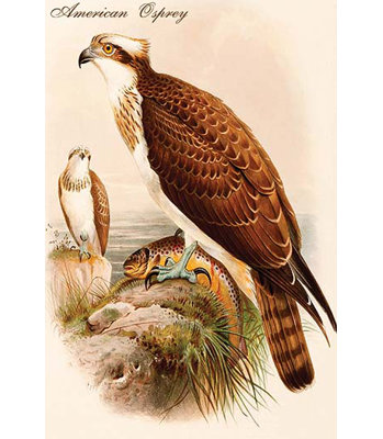 American osprey-impression d’art graphique