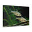 No Frame Print on Canvas-628552782