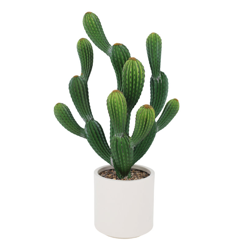 79cm Plant