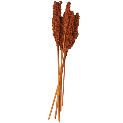 Clerkin Botanical Stems