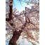Cherry Blossom Dream Print by Scott Wurzel-65809980-65809981