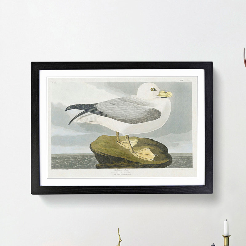 Fulmar Bird by John Audubon - Framed Print, 27cm H x 36cm W x 2cm D, Black Framed
