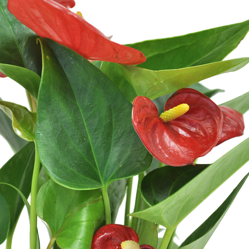 Costa Farms Indoor Anthurium House Plant - Thumbnail 4