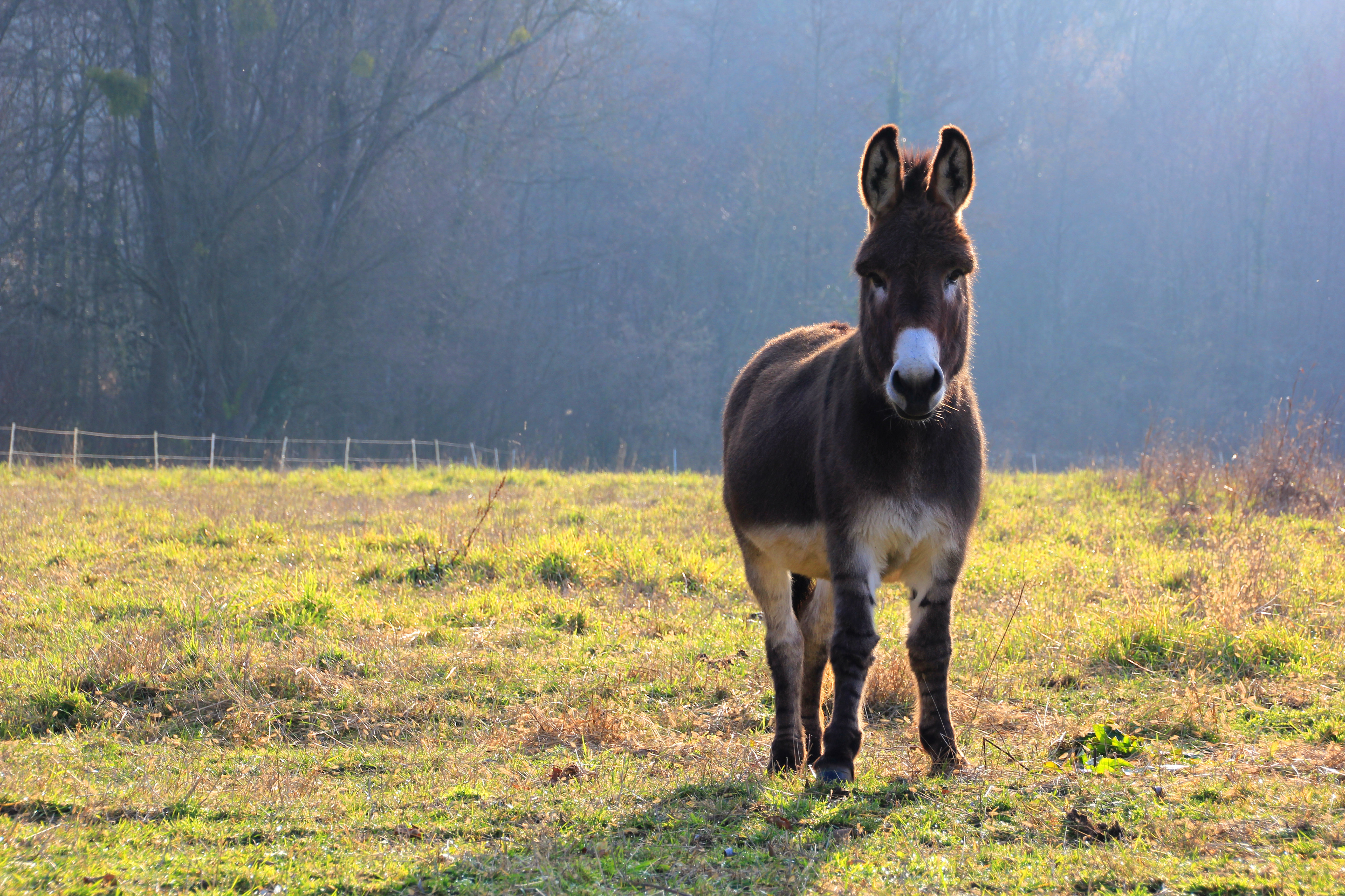 Gracie Oaks Happy Donkey by Federherz - Wrapped Canvas Photograph | Wayfair