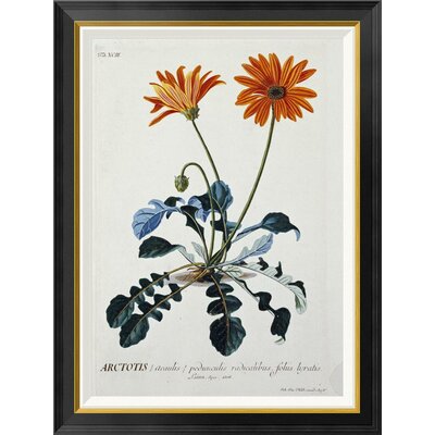 African Daisy by Georg Dionysius Ehret - Picture Frame Graphic Art Print on Canvas -  Global Gallery, GCF-266267-30-190