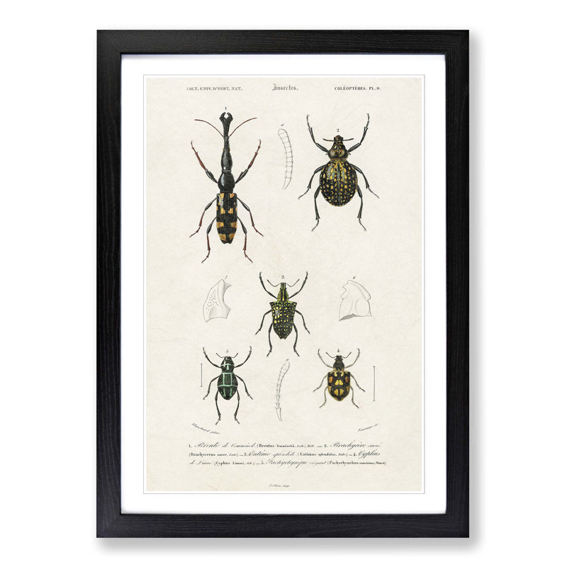 Beetle Illustrations PL.9 by Charles D'Orbigny - Single Picture Frame Print, Black Framed, 33cm H x 24cm W x 2cm D