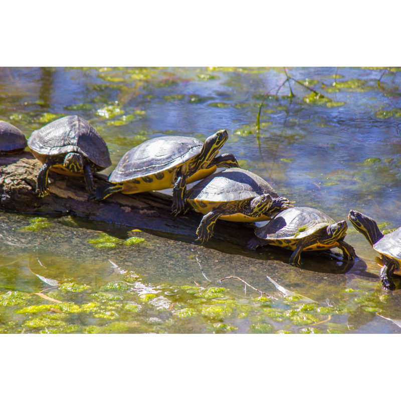 " Turtles On A Log ", 32" H x 48" W  